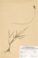 藏品(狗尾草)的圖片